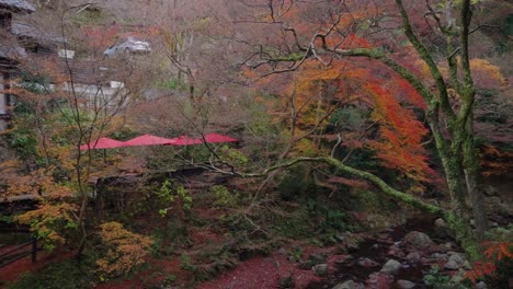 Otoño-En-Japón,-Arces-A-Lo-Largo-Del-Río-Cubierto-De-Musgo-En-Minoh-Falls,-Osaka-4k