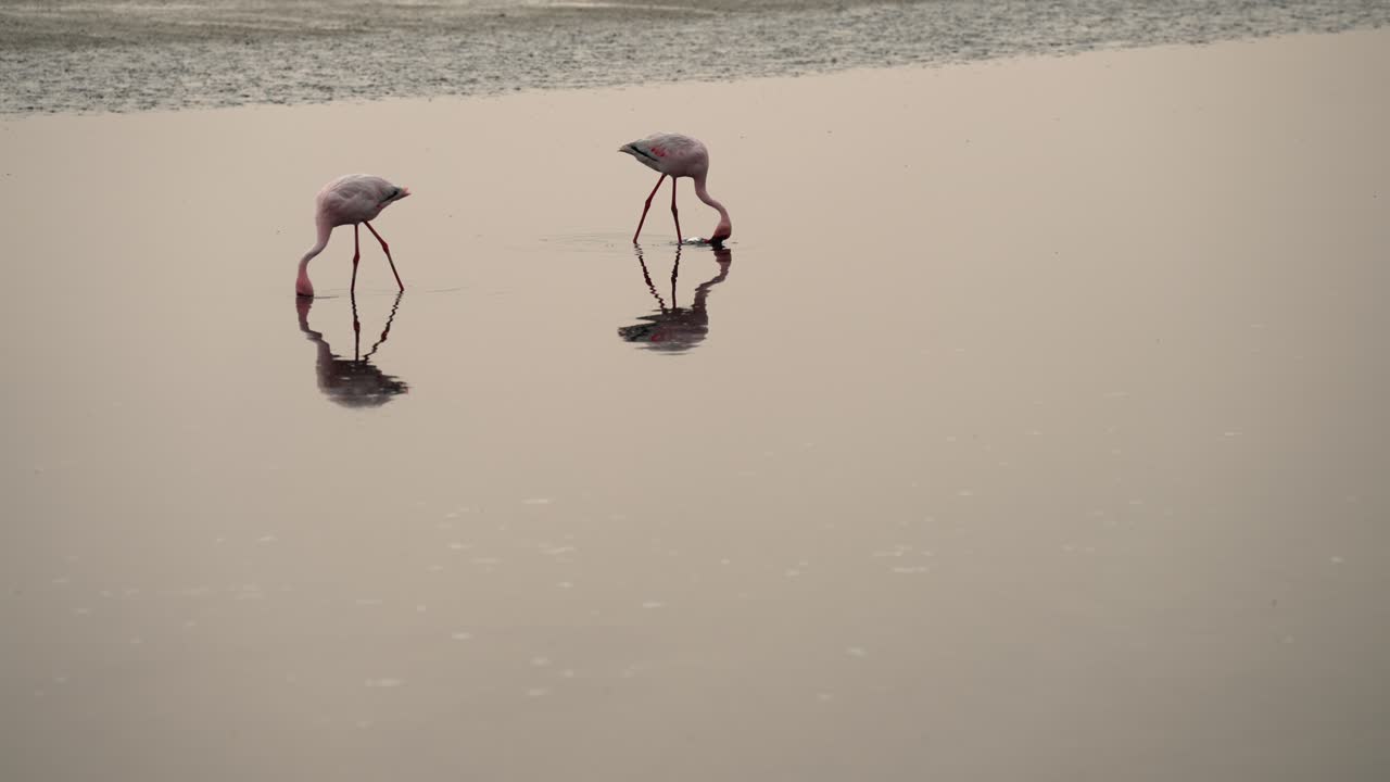 Pair of flamingos submerge head under water feeding in shallow wetlands with reflection