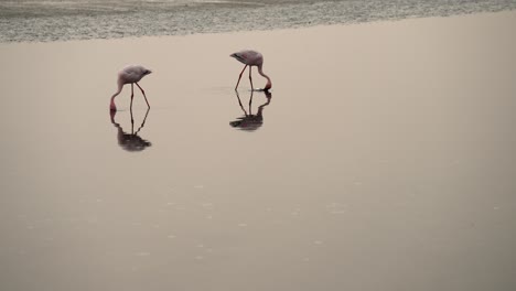 ein paar flamingos tauchen mit dem kopf unter wasser und ernähren sich in flachen feuchtgebieten mit reflexion