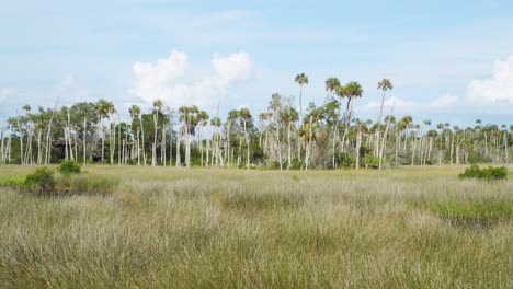 florida palm trees in nature