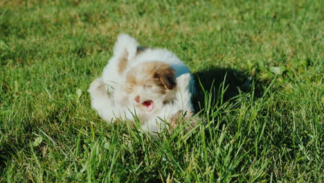 puppies play fighting