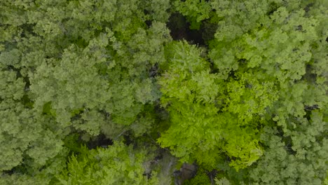 Kleines-Waldgebiet-Von-Oben-Nach-Unten