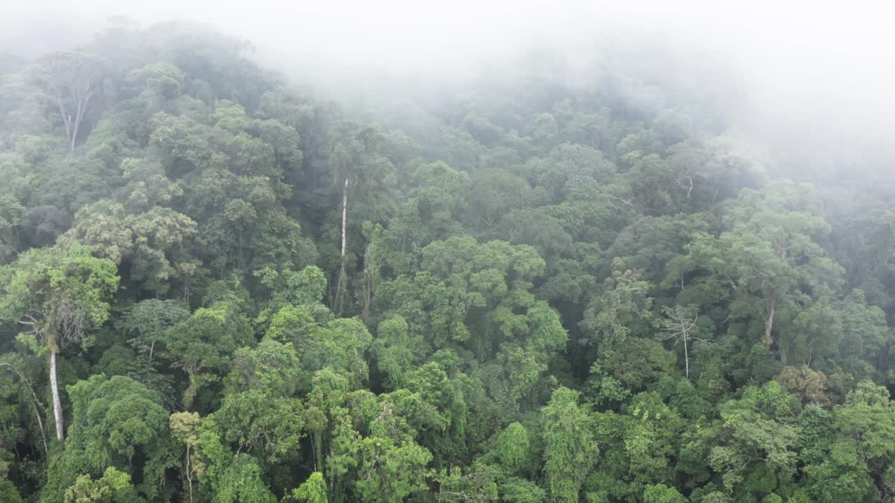 niebla sobre el bosque drone disparo en movimiento
