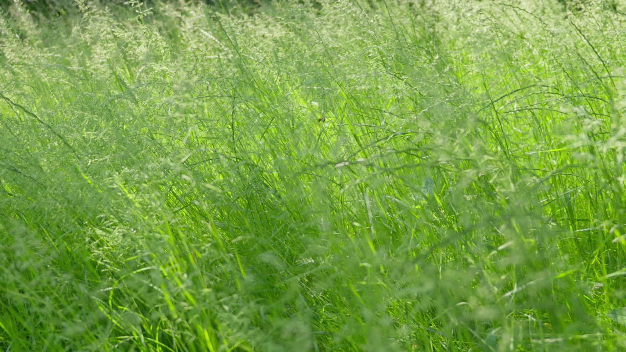 la hierba verde exuberante se balancea suavemente en un prado ventilado