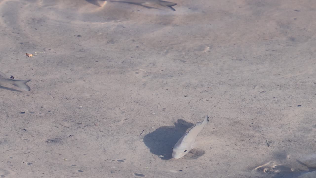 건조 한 모래 해변 에 혀 있는 여러 마리 의 물고기