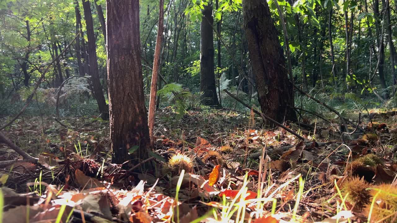 화창한 가을날 나무와 고슴도치 사이에서 밤나무에서 1인칭 낮은 각도 산책