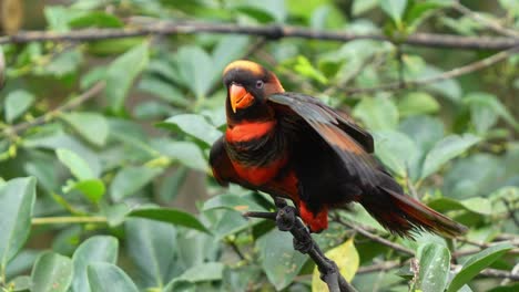 charlatán lory oscuro, pseudeos fuscata encaramado en la copa del árbol, moviendo la cabeza, y agitando las alas, buscando atención, cámara lenta de primer plano de la especie de ave