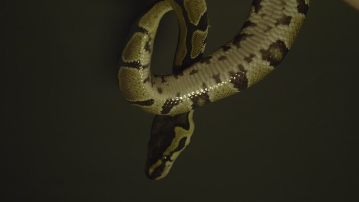 Baby phyton moving around hands