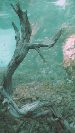 submerged driftwood in calm water