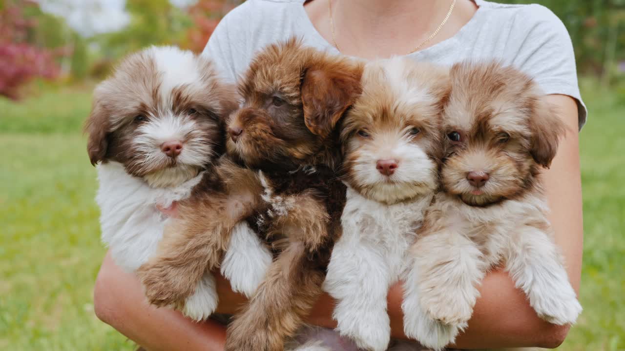 한 여자가 손에 여러 마리의 강아지를 들고 있다.