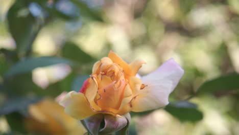 close up footage of rose tree in a house garden at kalamata slow motion