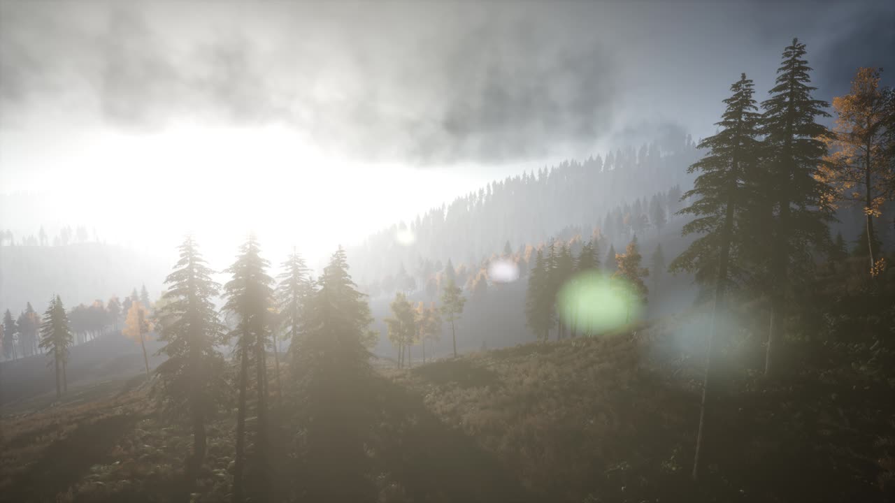 солнечные лучи через деревья