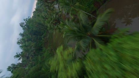 fast fpv drone shot cruising between palm trees above wet rice fields