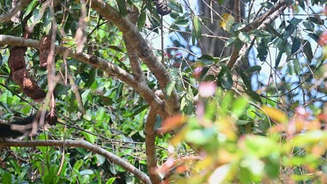 black giant squirrel or malayan giant squirrel, ratufa bicolor, khao yai national park, thailand