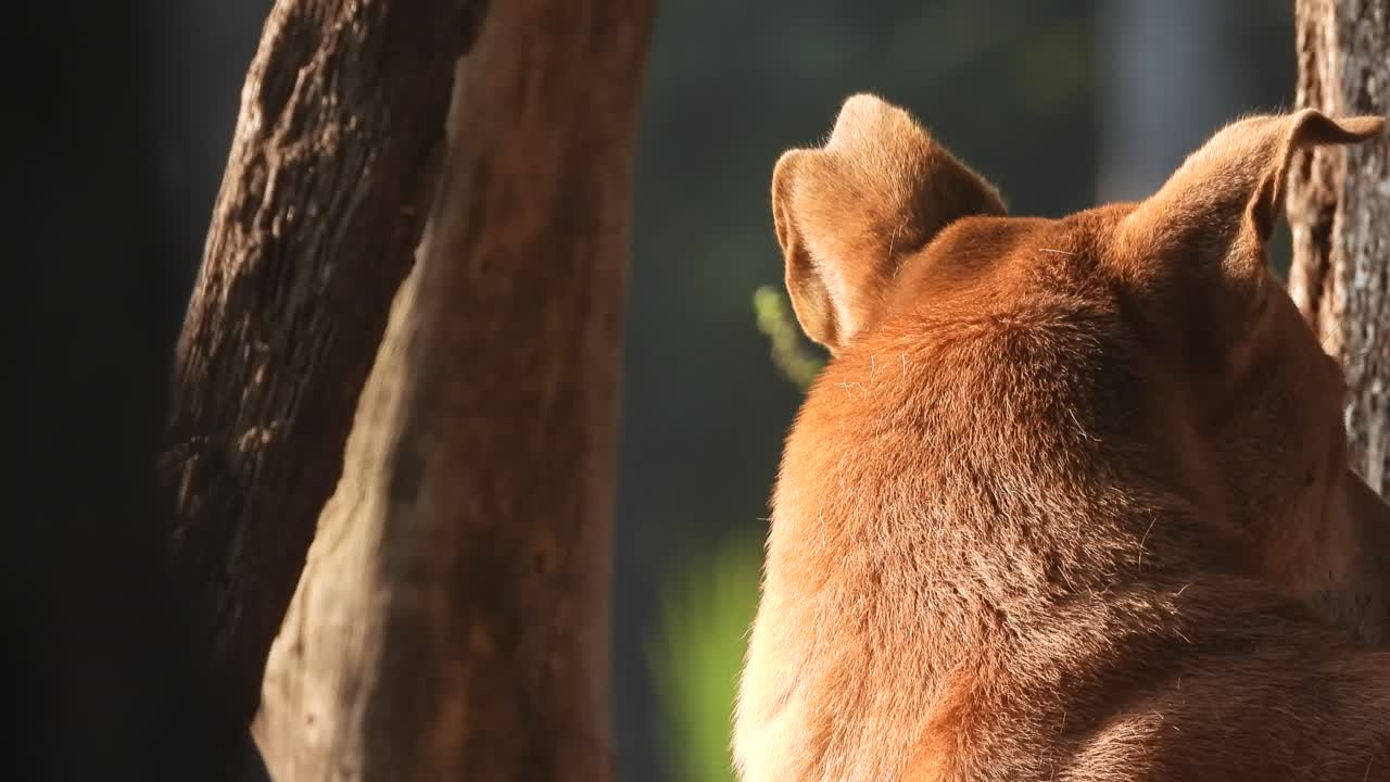 음식을 기다리는 개