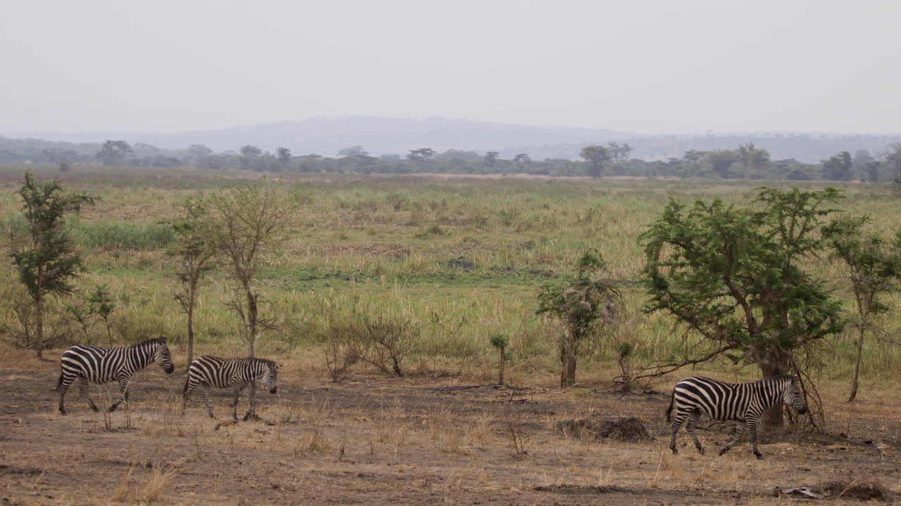 Zebry w Parku Narodowym Akagera, Rwanda, Afryka