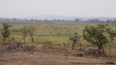 zebra's in akagera national park, rwanda, africa