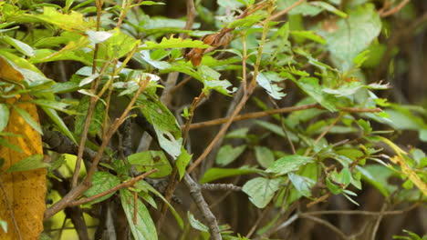 vinous-throated parrotbill bird on a bush bites leaf and flies away in slow motion close-up