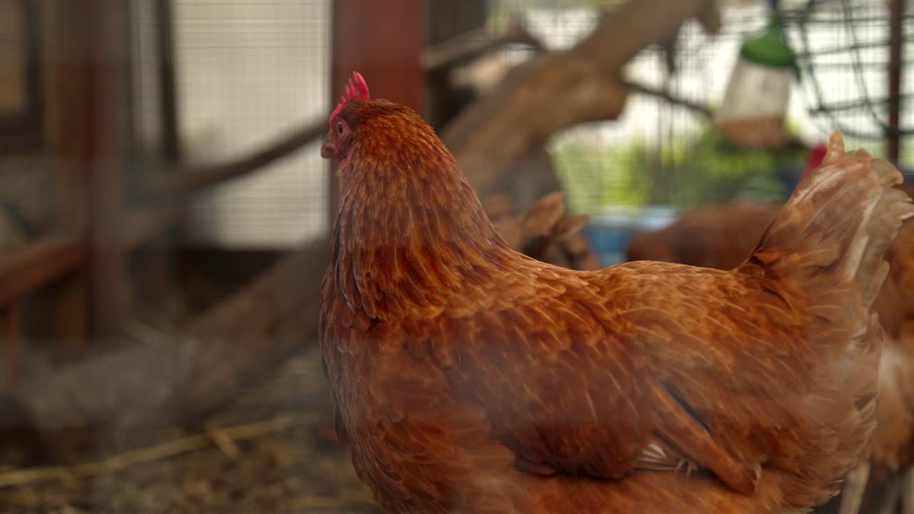 un disparo cinematográfico en cámara lenta de una gallina roja