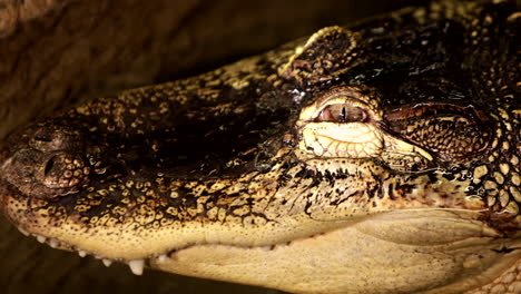 Alligator-close-up-swimming-face-in-dark-murky-water