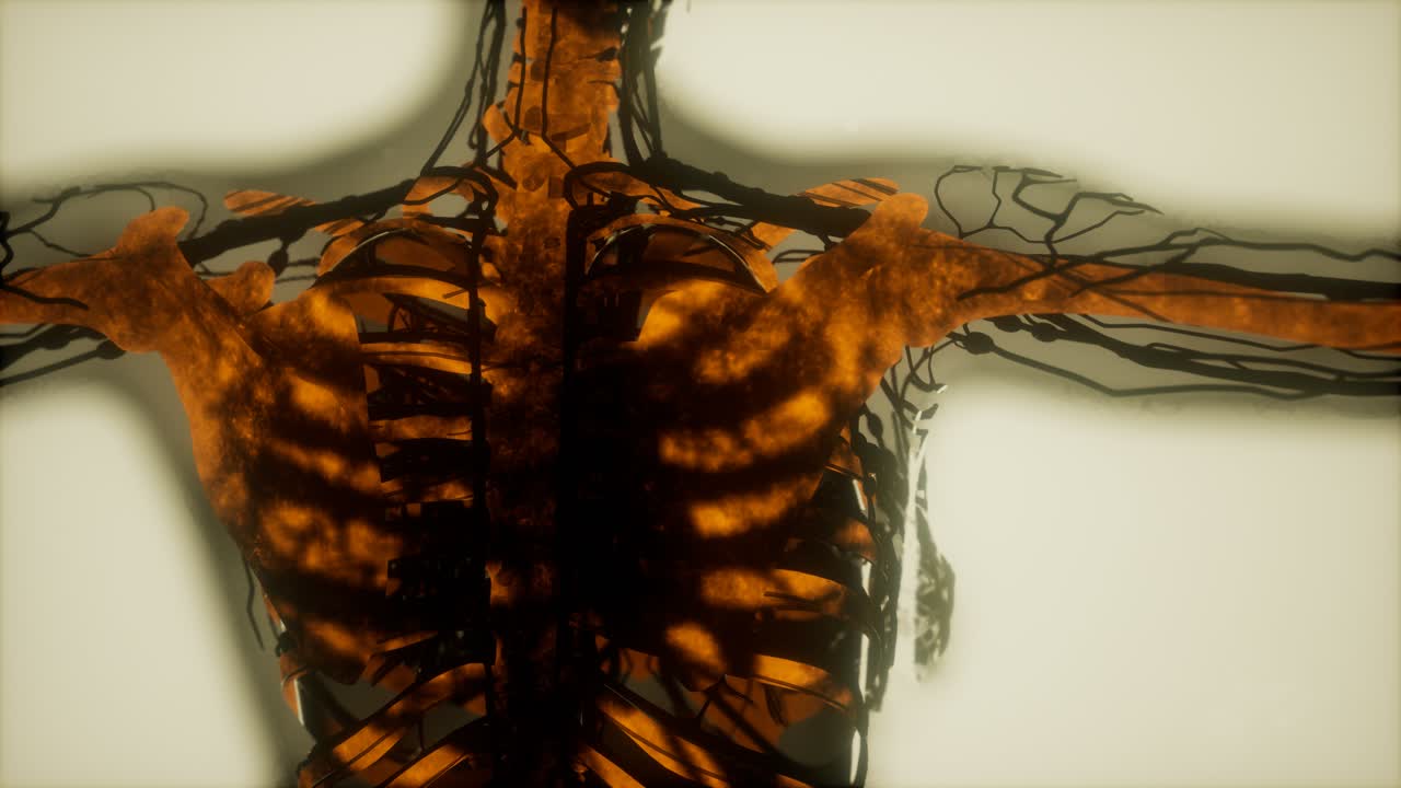 los huesos del esqueleto humano escanean brillando