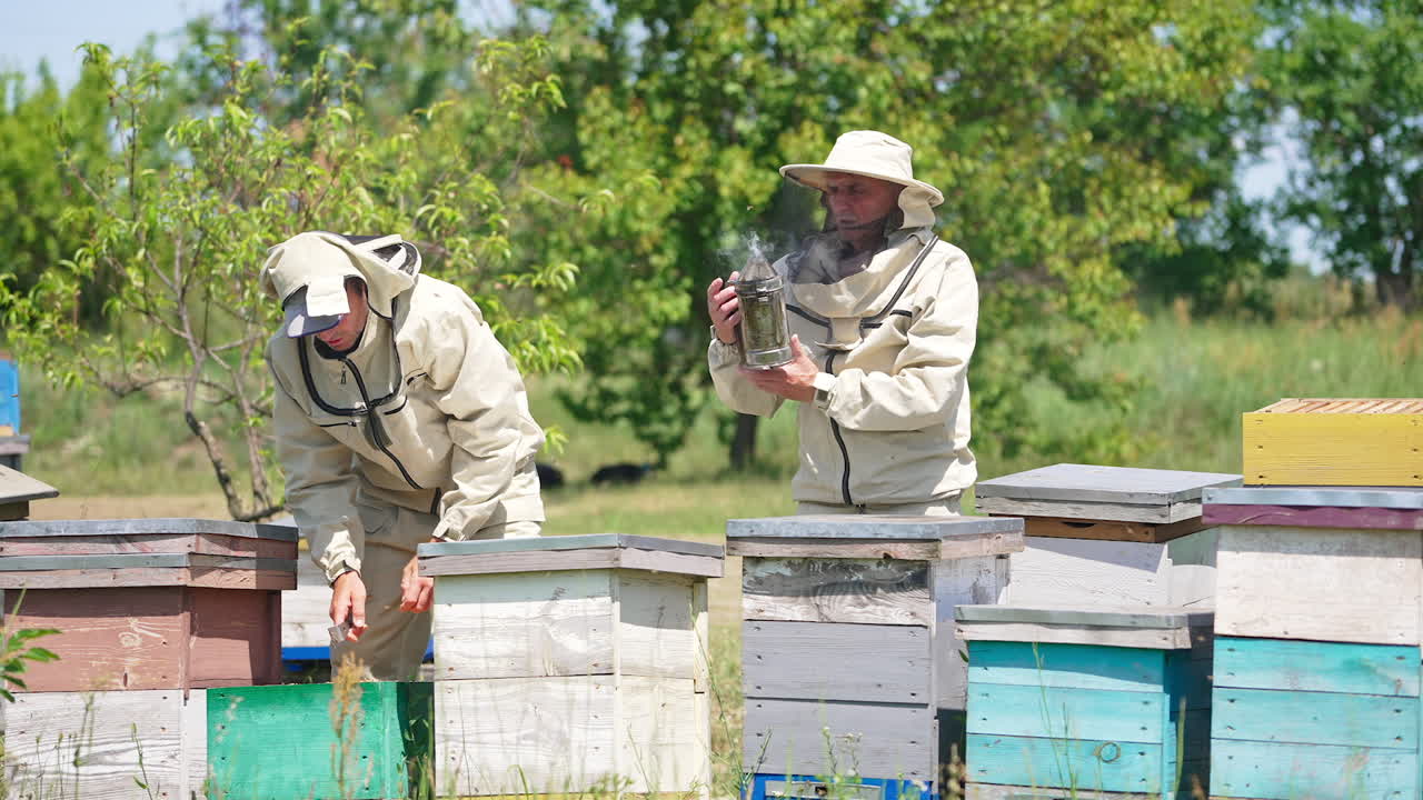 Two beekeepers in protective clothes checking up their farm. Older man uses smoker and younger one pulls the frame out of hive.
