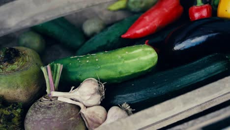 variety of fresh and organic vegetables from greenhouse