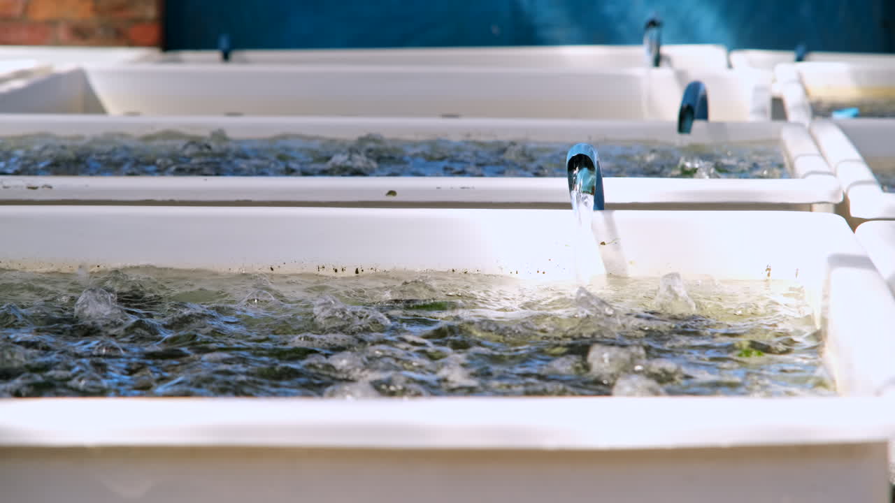 파란색 pvc 파이프에서 바다 물이 부풀어오르는 abalone 크로 흐릅니다.