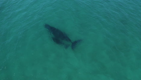 Toma-De-Dron-De-4k-De-Una-Ballena-Jorobada-De-Madre-Y-Bebé-Nadando-Juntos-En-El-Mar-Del-Océano-En-Australia