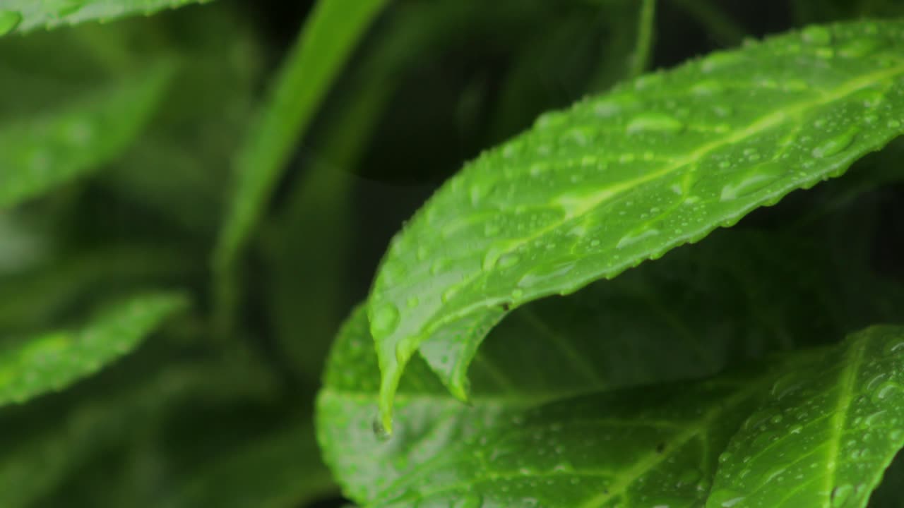 hoja verde con gotas de lluvia cayendo bajo una fuerte lluvia