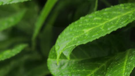 green leaf with raindrops rolling off in heavy rain