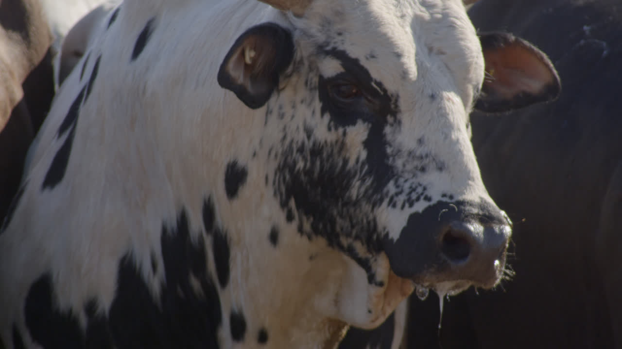 Toro che fissa e si gira mentre soffia vapore dalle narici in una fredda giornata invernale nella campagna del Texas.