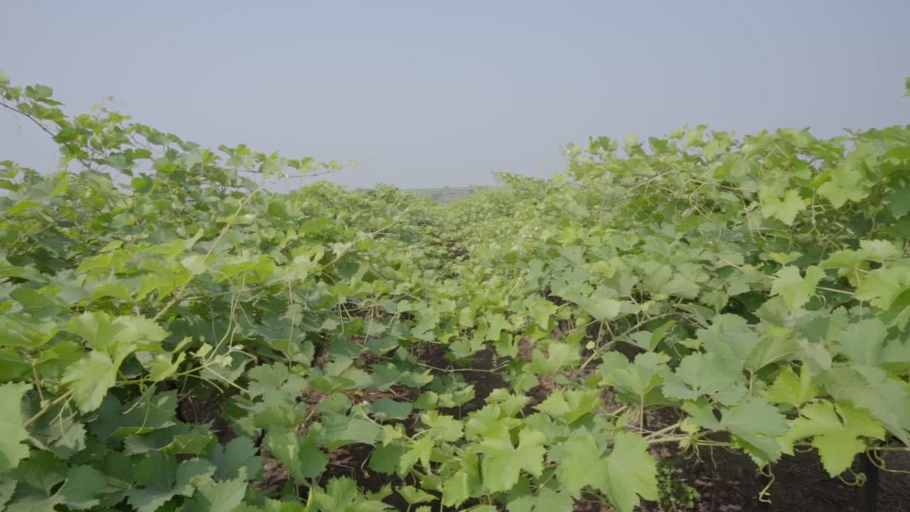 Grape plantation vineyard in the mountains of Sahyadri, India