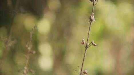 植物的專業電影宏圖拍攝,背景的美麗 bokeh