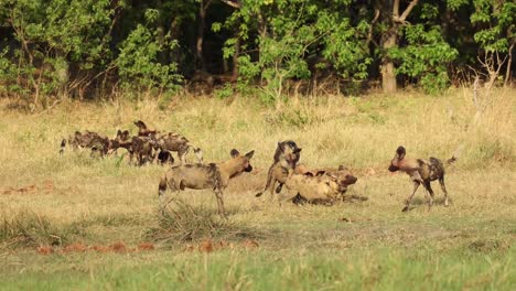 Plano-General-De-Una-Manada-De-Perros-Salvajes-Africanos-Y-Sus-Cachorros-Jugando-Después-De-Una-Matanza,-Khwai-Botswana