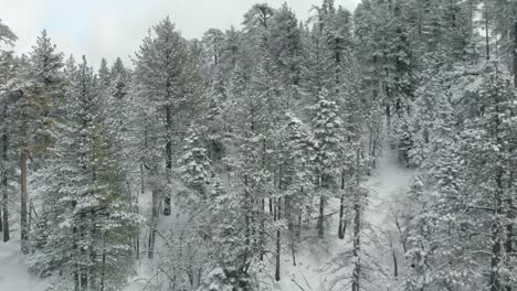 Aerial-views-of-mountains-and-trees-covered-in-fresh-snow