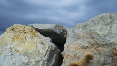 gelbe katze springt vom felsen herunter.4k