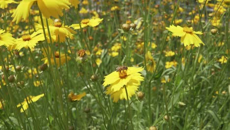 abeja melífera recolectando polen en una flor amarilla brillante