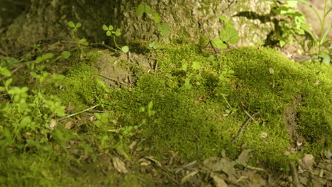 slow pan of mossy forest floor