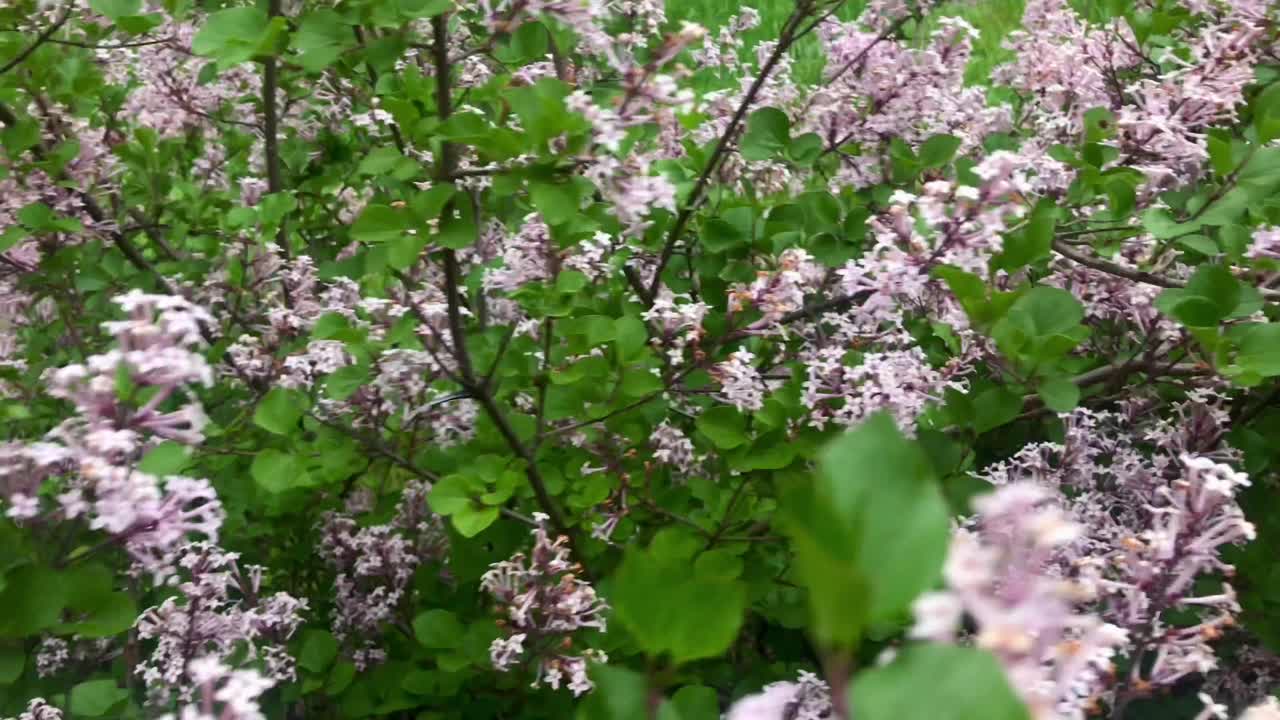 Closeup view of violet syringa blossom in Morahalom in Hungary