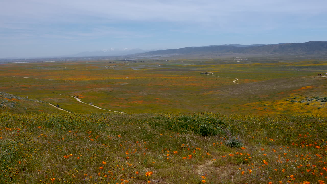 mar de amapolas de naranja de california en el valle del antílope