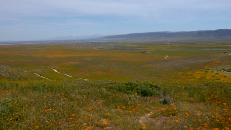 Mar-De-Amapolas-Naranjas-De-California-En-El-Valle-Del-Antílope