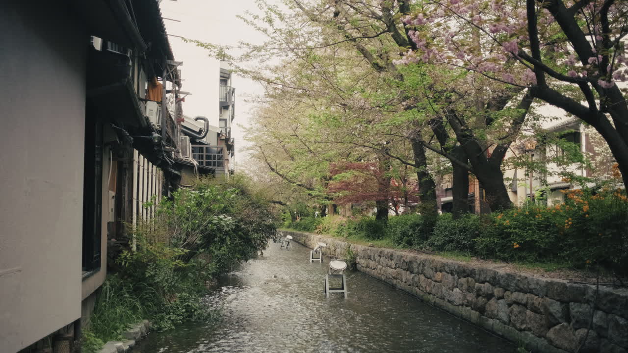 Japanese Town Canal with Cherry Blossoms