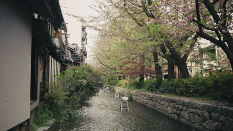 japanese town canal with cherry blossoms