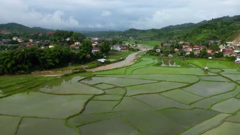 bountiful green rice field planting season: serene viangthong, laos agricultural countryside amidst lush paddies, farming traditions, and sustainable agriculture practices