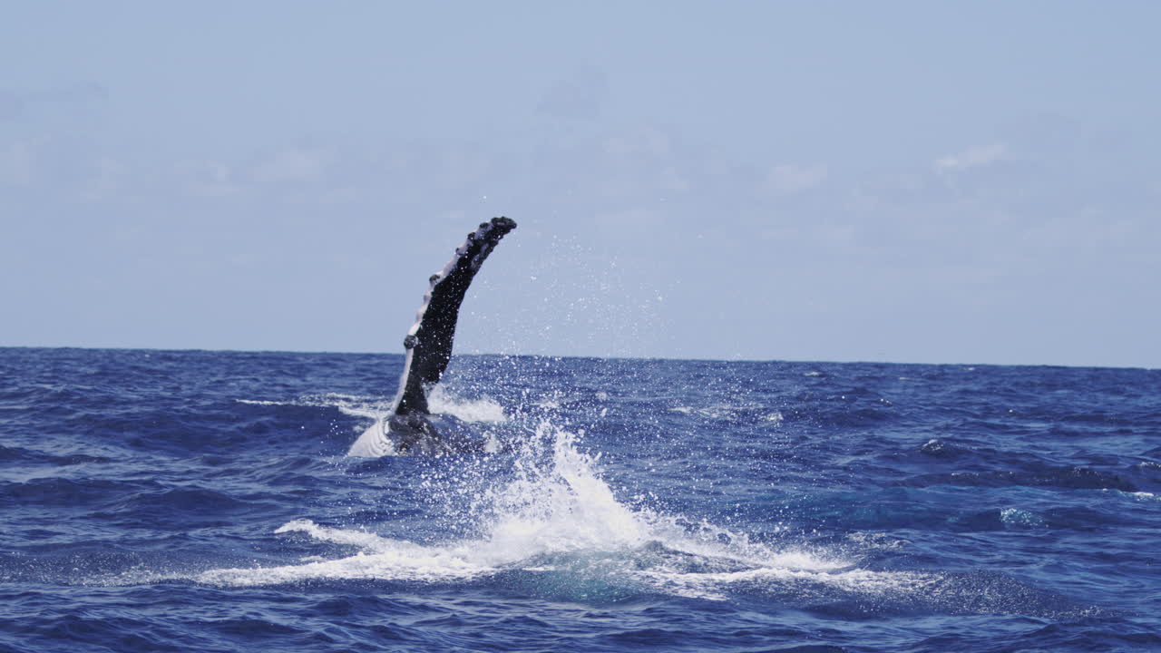Humpback whale breaching in blue ocean, water spray and sunlight reflections