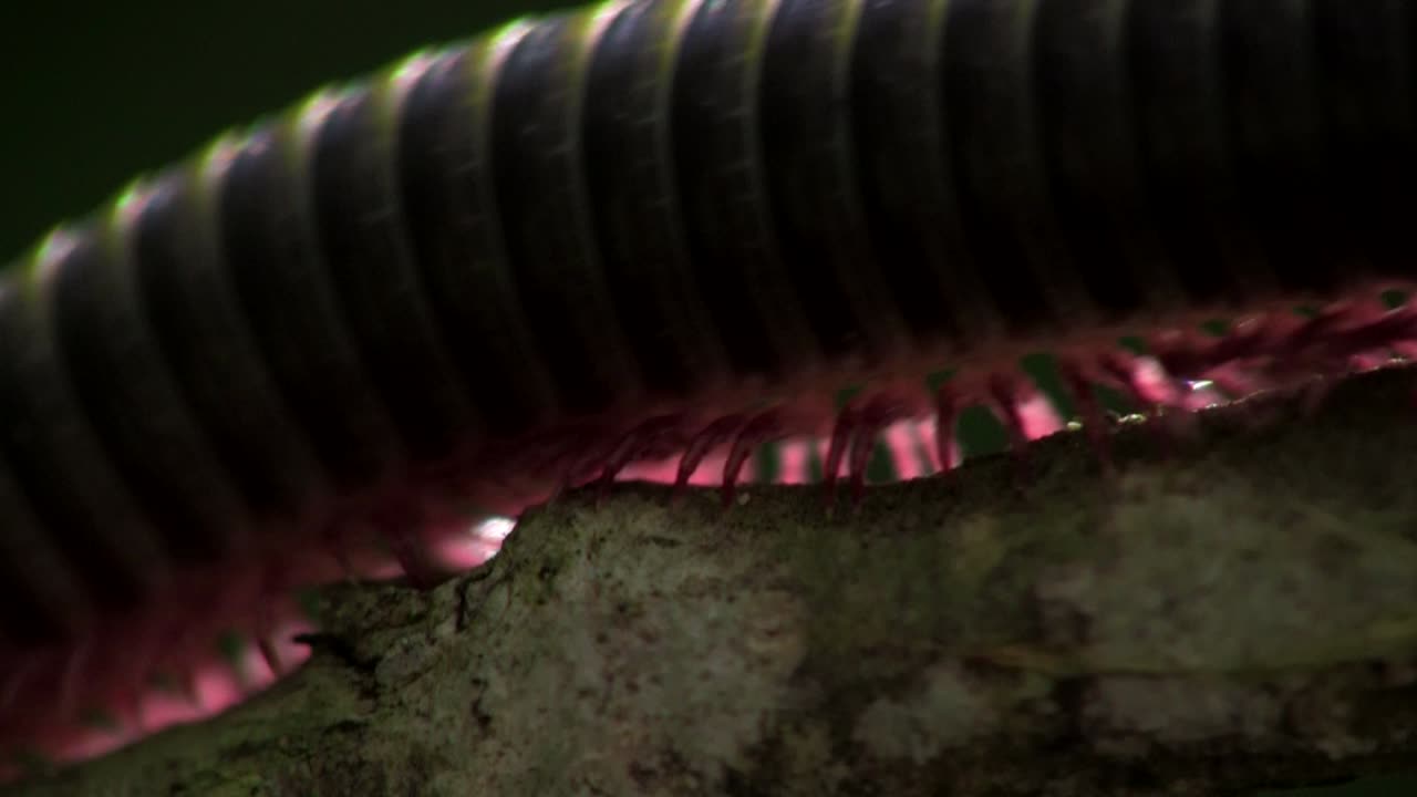 un primerísimo plano de un milpiés moviéndose a lo largo de una rama en los everglades