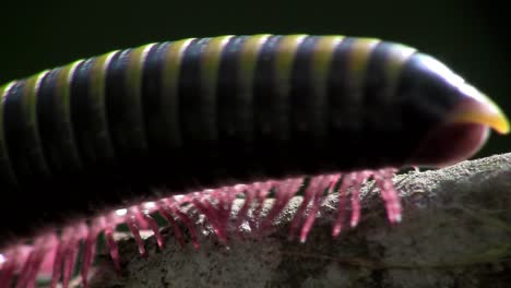 an extreme close up of a millipede moving along a branch in the everglades