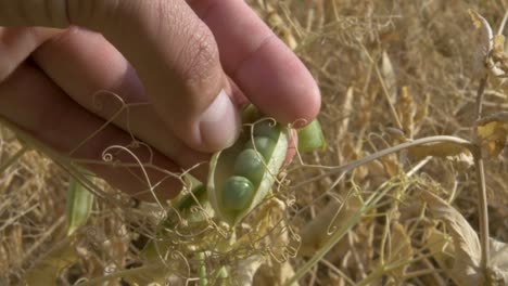 hand opening green pea pod in crops field. agriculture, bio, natural