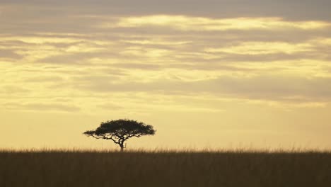 beautiful-African-landscape-in-Maasai-Mara-National-Reserve-with-acacia-tree-in-background,-Kenyan-sunset-as-sun-goes-down,-Africa-Safari-scenery-in-Masai-Mara-North-Conservancy